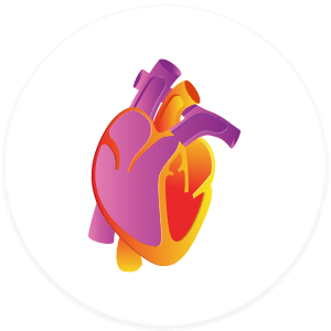 Heart/ Cardiac